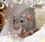 Heidi's Rat Club