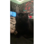 Cash Doll$