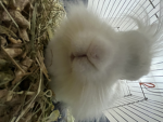 Blanca bunny group