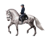 Horse equestrian club