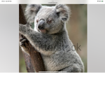 Koala helper