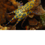 Crazy octopuses 🐙