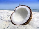 coconut dog
