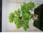 Bonsai Squad