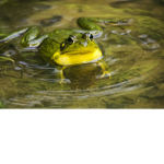 Puddle Frogs!