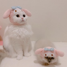 ✧･ﾟ: *