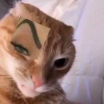 HEEEELLO