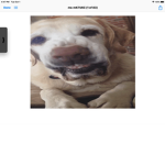 If dogs are cool so can you