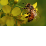 Honeyluvers