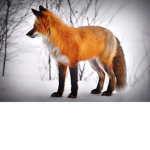 kingdom of king fox