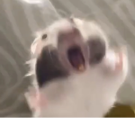 ~B u b b l e T e a~