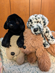 Teddy,bonbon,mop,duke group
