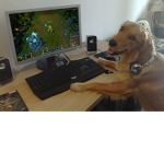 The gamer Dog squad