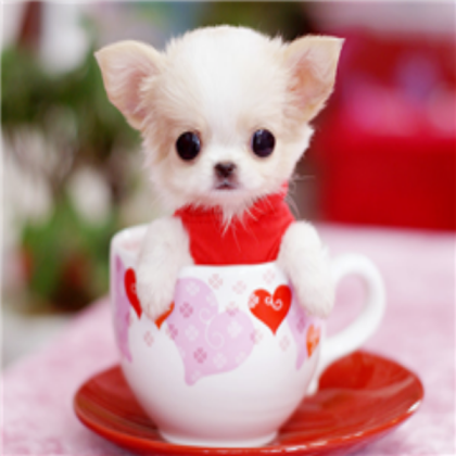 cute puppy Roblox decal