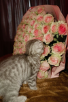 Cat Markiz