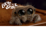 [ Spider Squad ][ Spiders are cool ]
