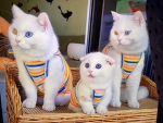 Cat fam 69 100000