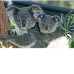 Koala Crow