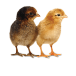 frieD chicKenZ