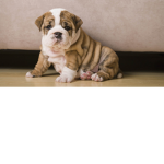 My cute doggy group