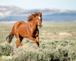 The Horse Ascension Corporation