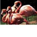 Lizzy’s flamingos