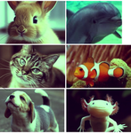 (:animal lovers:)