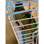 Birbs by maddie.