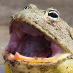 Bullfrog Kingdom