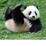 Panda Protectors!!