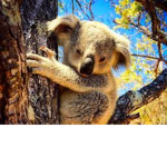 Cute Koalas!!!