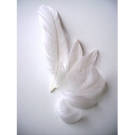 white feathers or any color