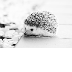 #HedgehogSquad