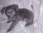 DOGS ARE CUTEEE!!