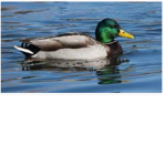 THE MASTER DUCK GROUP