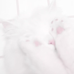Kitty's CuIt
