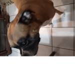 Pig lattin