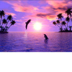 # Dolfin Squad