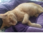 Cat gang ###