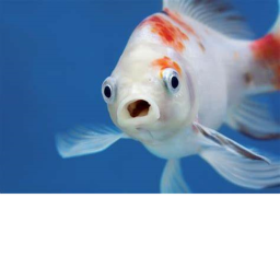FEESH MEETING PLACE!