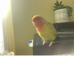 AnimalsRule!
