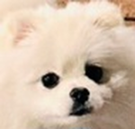 김치왕국