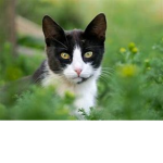 Cotten Kittys