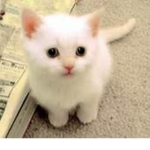 Kitty Games