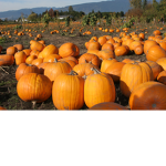 The Pumpkin pigs