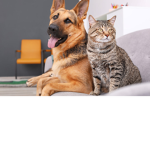 Kitty’s and doggies