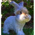 Buny club