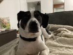 I love dogs especially my dog