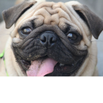 SOLO PUGS