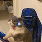 popcat_roblox24 group